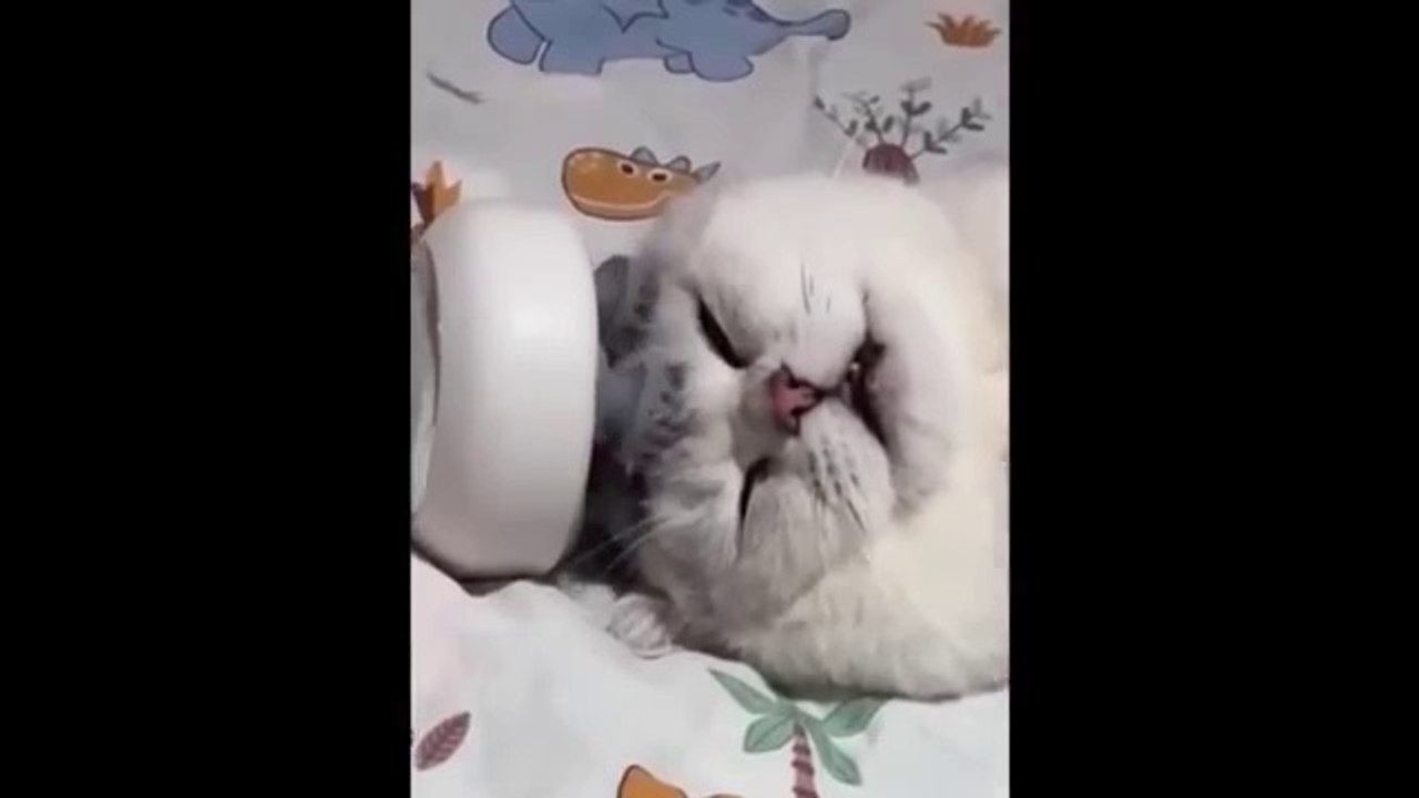 Funniest Cats and Dogs Videos  ||  Hilarious Animal Compilation №:8