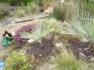 PALMIER BLEU BRAHEA ARMATA