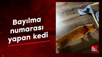 下载视频: Bayılma numarası yapan kedi