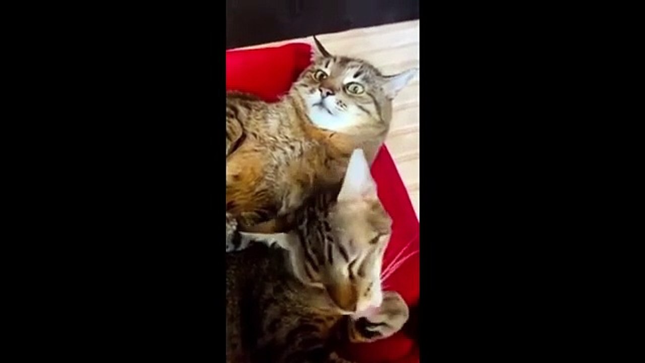  Funniest Cats and Dogs Videos  ||  Hilarious Animal Compilation Part No:10  #2024