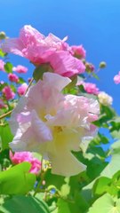 Flowers, Beauty of nature