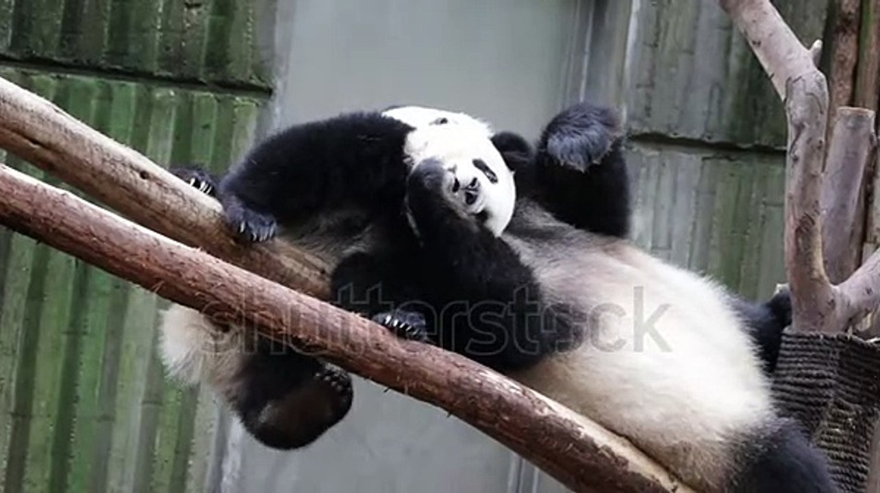 stock-footage-precious-moment-of-mother-panda-miao-miao-and-her-cub-chengdu-china