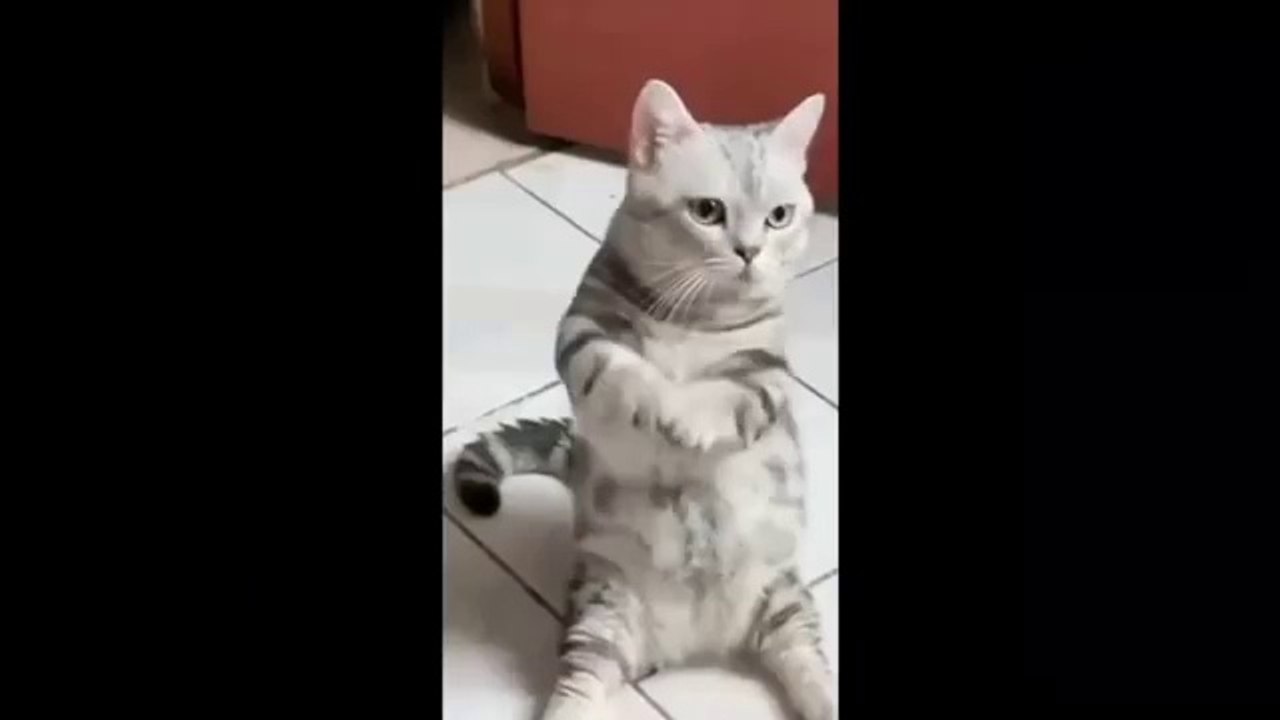 Funniest Cats and Dogs Videos  ||  Hilarious Animal Compilation Part No:12  #2024