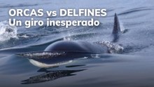 Orcas vs. delfines. Un giro inesperado