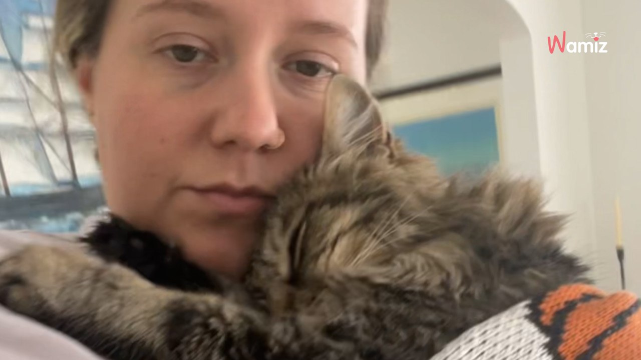 Elle adopte un chat âgé maltraité dans le passé : son arrivée à la maison ne se passe pas comme prévu (vidéo)