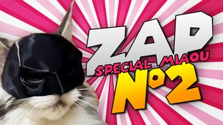 zap de siwiL N°2 ( spécial #chat )