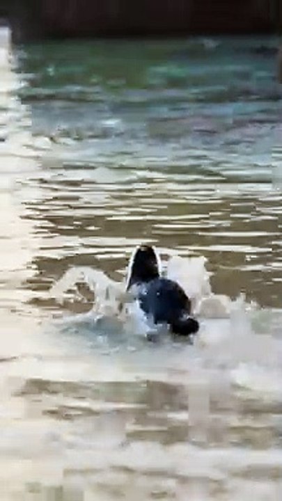 .........