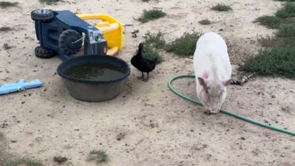 Drunk pig gets help from duck after overindulging on garage beer
