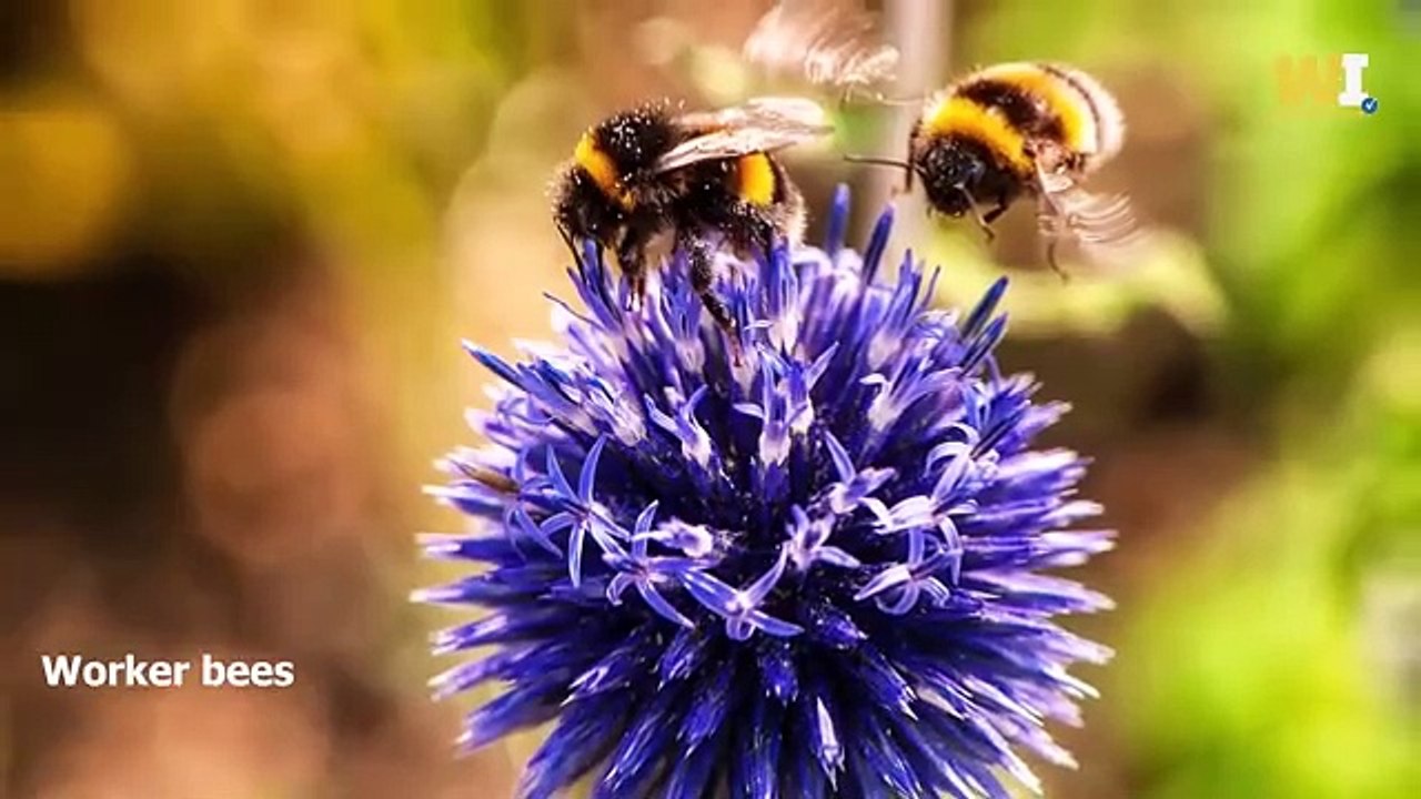 This scientist was shock3d to see how the Quran scientifically describes the life of bees