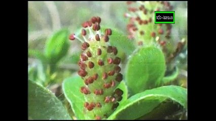 El Eco del Viento - Documental (1996) - Español Latino