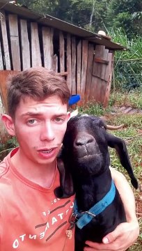 Why do pets faces are identical to their owners