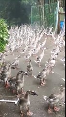 Why ducks stand in the rain_