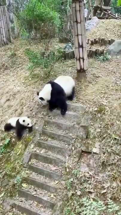 Why did the momma Panda do this_