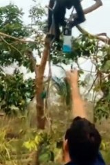 Animales rescatados del incendio aceptan bebidas y causan sensación en Guarayos