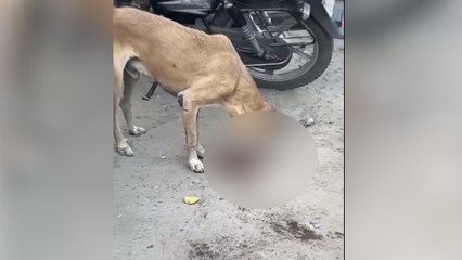 एसएमएस अस्पताल में मुंह में इंसानी पंजा लेकर घूमता दिखा श्वान