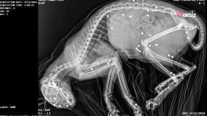 Ils trouvent un chaton avec 35 balles de plomb dans le corps : la communauté se mobilise pour lui rendre justice