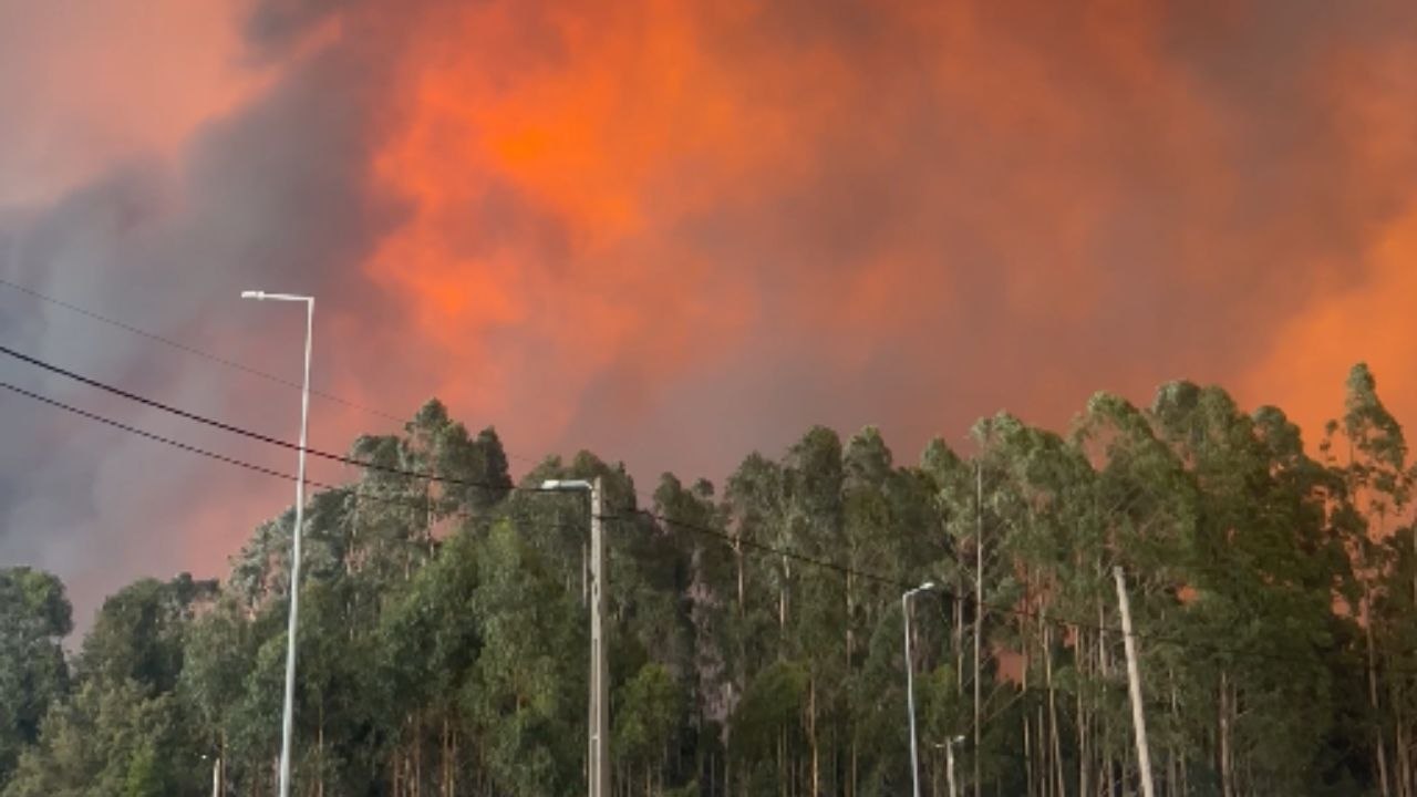 Portugal: Smoke fills the sky as wildfire rages through Albergaria-a-Velha's plantation
