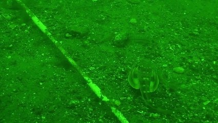 Meet the walking sea fish with six legs amazing scientists across the globe