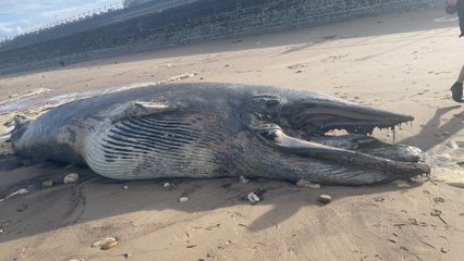 Dead whale washed up on British beach