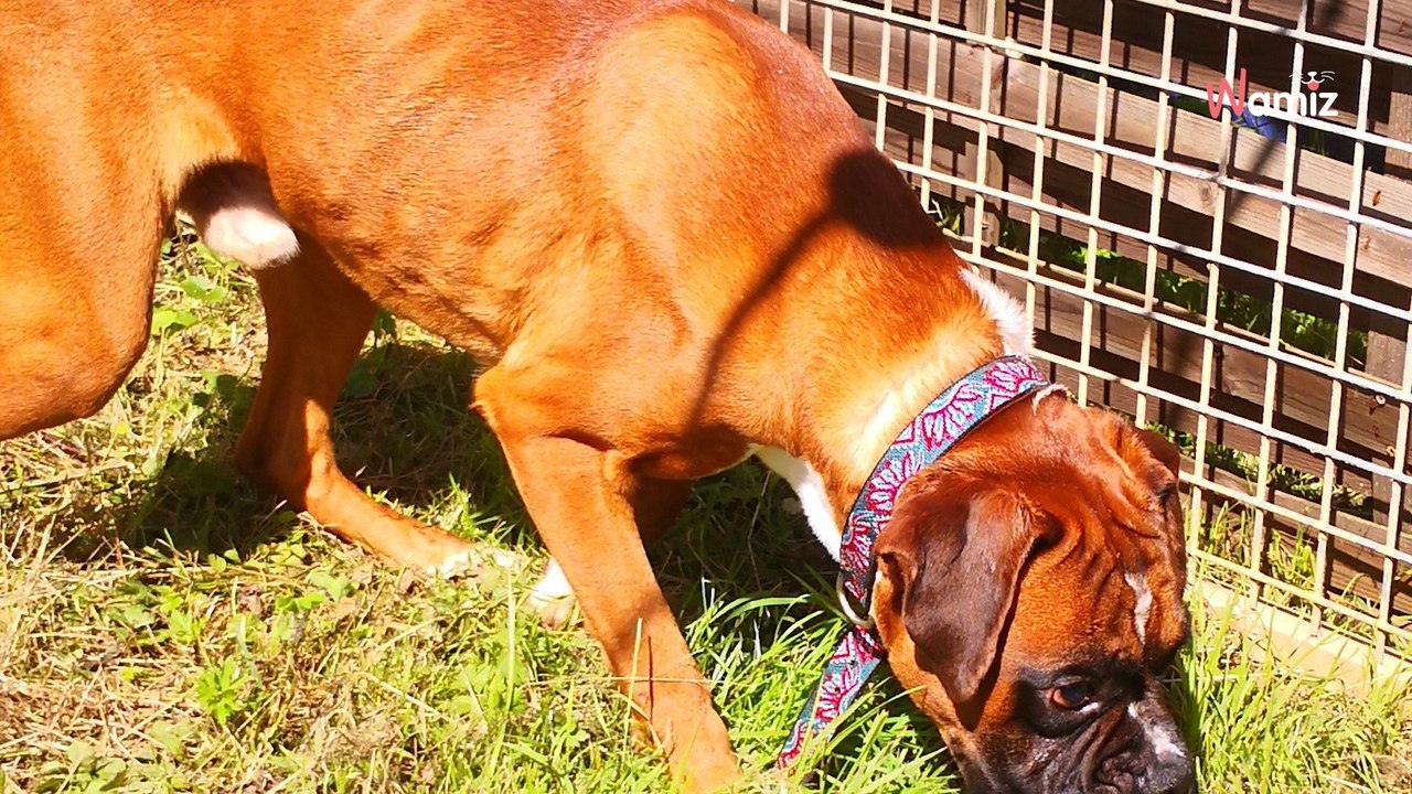 Un refuge récupère deux chiens chez un adoptant et passe un coup de gueule