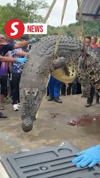 Crocodile believed to have swallowed young girl finally captured in Sarawak