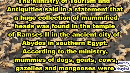 A huge collection of mummified heads was found in the temple of Ramses II in the ancient city of Abydos in southern Egypt