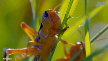 Khi Tập Hợp Lại Những Con Côn Trùng Nhỏ Bé Sẽ Mạnh Đến Mức Độ Nào