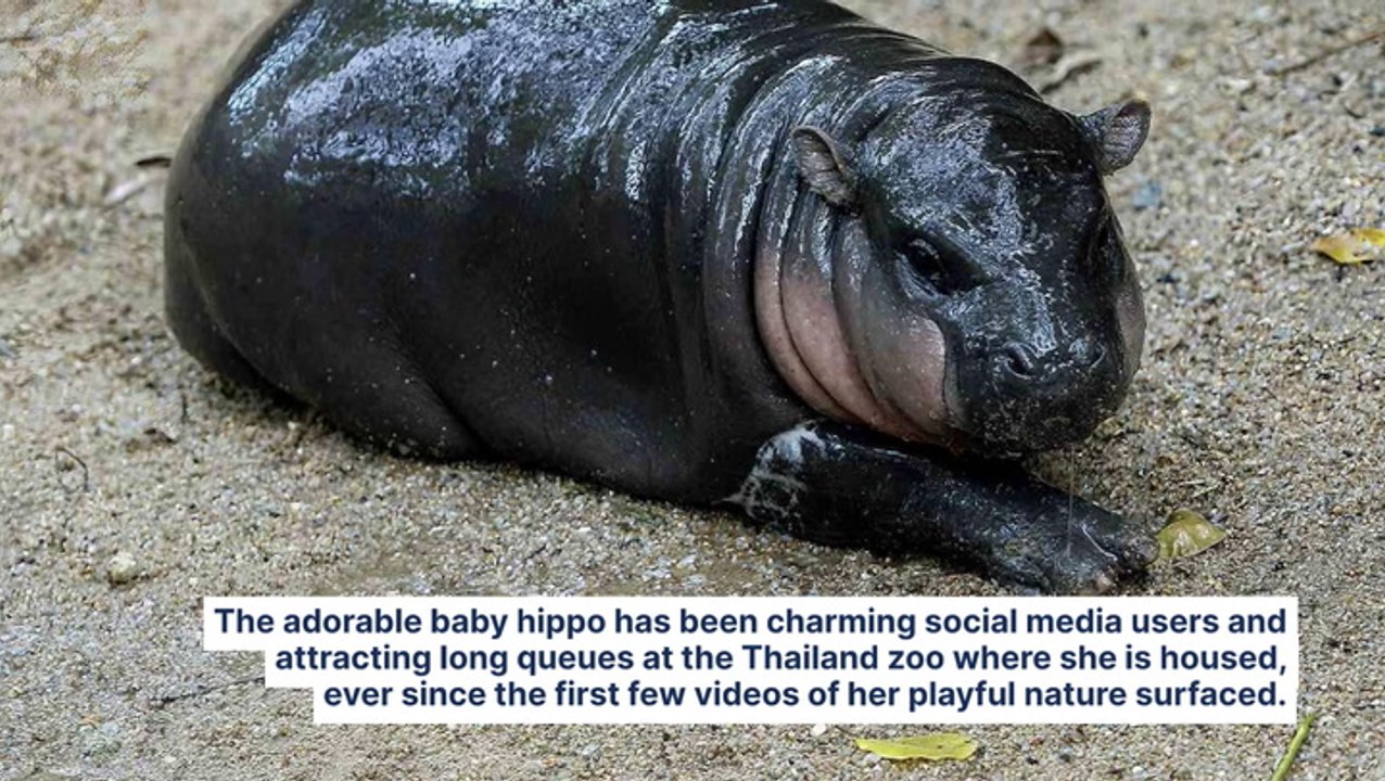 Memecoin Inspired By Baby Hippo 'Moo Deng' Jumps 700% Since Launch, Market Cap Surges Past $190M