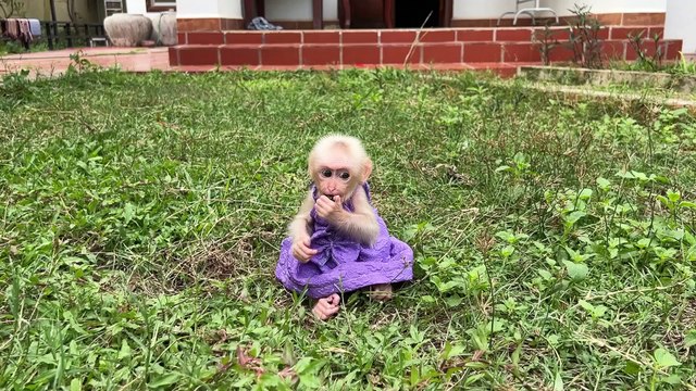 Adorable Baby Monkeys Yuri and Minea: Best Sibling Bond Growing Day by Day