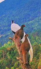 Beautiful Birds - Pheasant birds