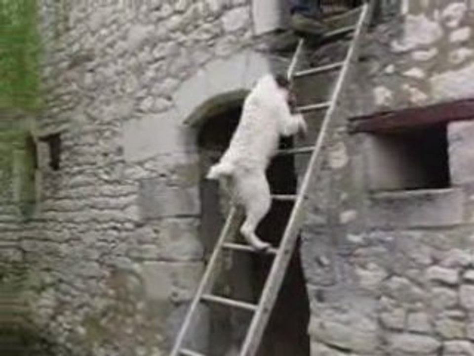 Cracquotte monte à l'échelle!