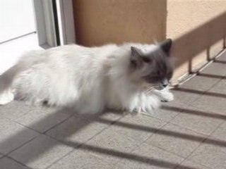 Un véritable jour de printemps mais avec le vent.... 023