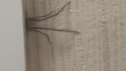 Boy manages to remove a spider stuck in the door with a vacuum blower