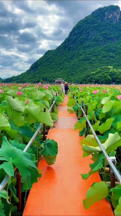 LotusFarm