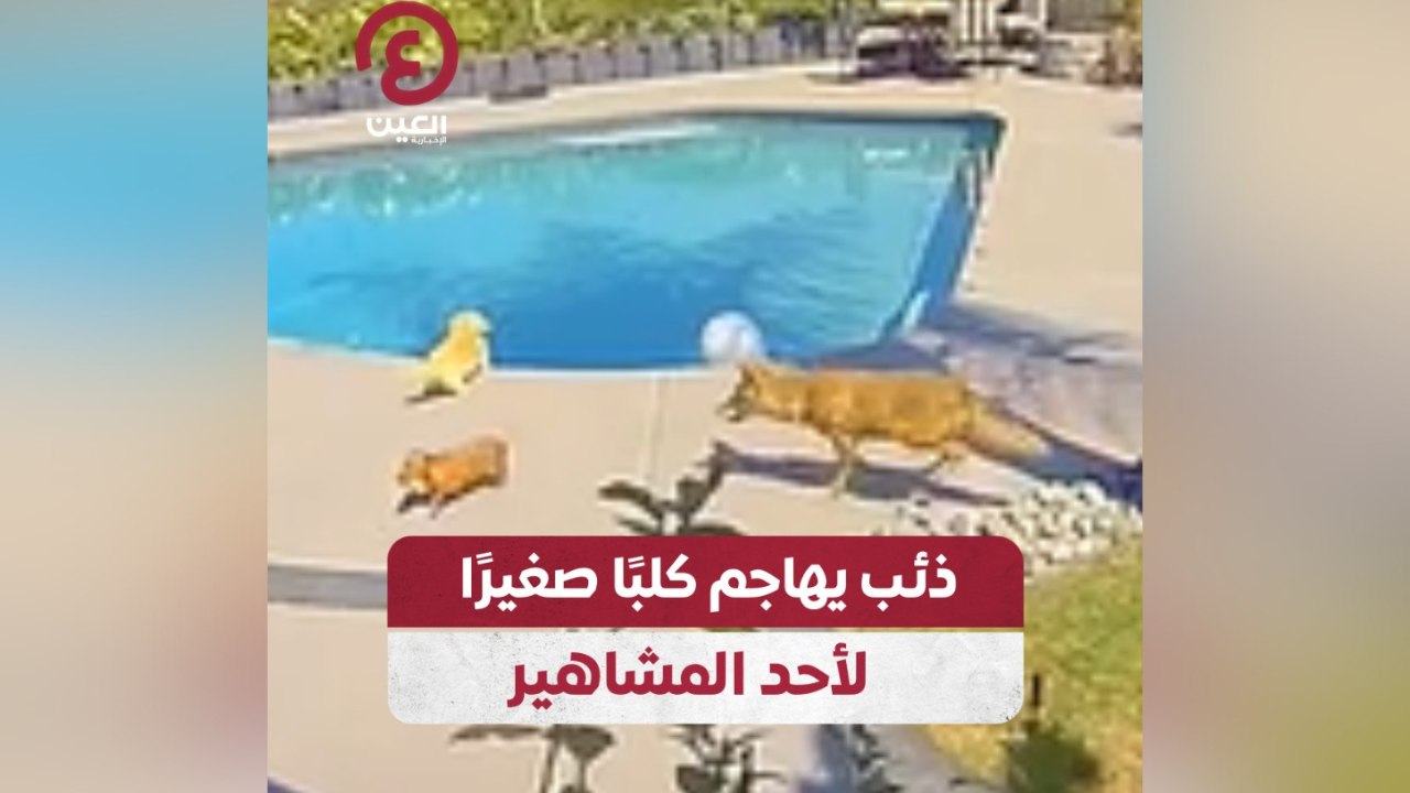 ذئب يهاجم كلباً صغيراً لأحد المشاهير