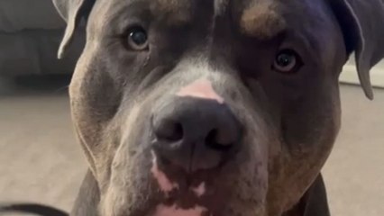 Playful pup requests belly rubs from mom during photo session