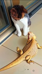 "Hazard's Cat Chronicles: Paws and Laughs!" #viralvideo #reels #shorts