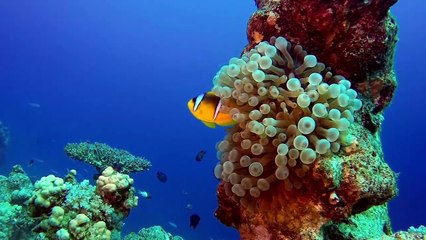 Welcome to Music Without Borders!