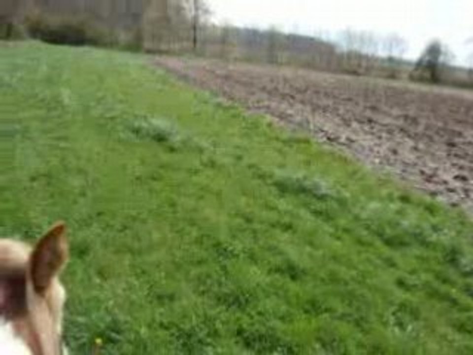 Magnum et opium au trot vers reiningue