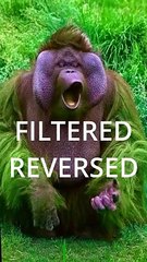 Pointing orangutan sound effects