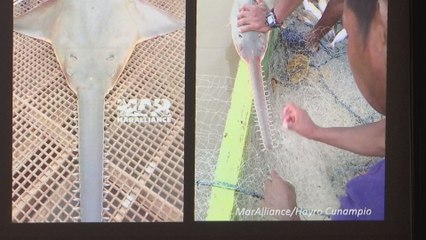 Organizaciones luchan por conservar el pez sierra