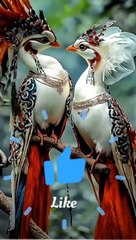 Cute Birds animals shorts