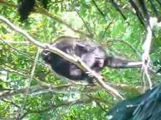 singes hurleur
