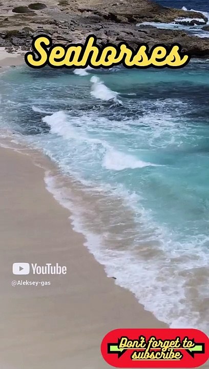 Animal Facts         Seahorses          #shorts