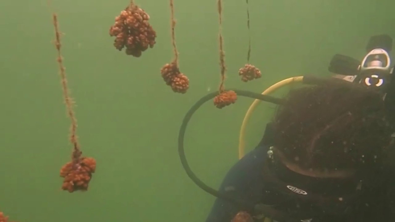 tn7-mas-de-mil-fragmentos-de-coral-se-cultivaro...