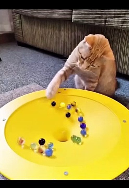 funny cats
