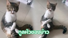 ดูจากท่านั่งแล้ว ลูกพระยานาหมื่นปลอมตัวมา