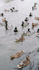 ___......----.........----