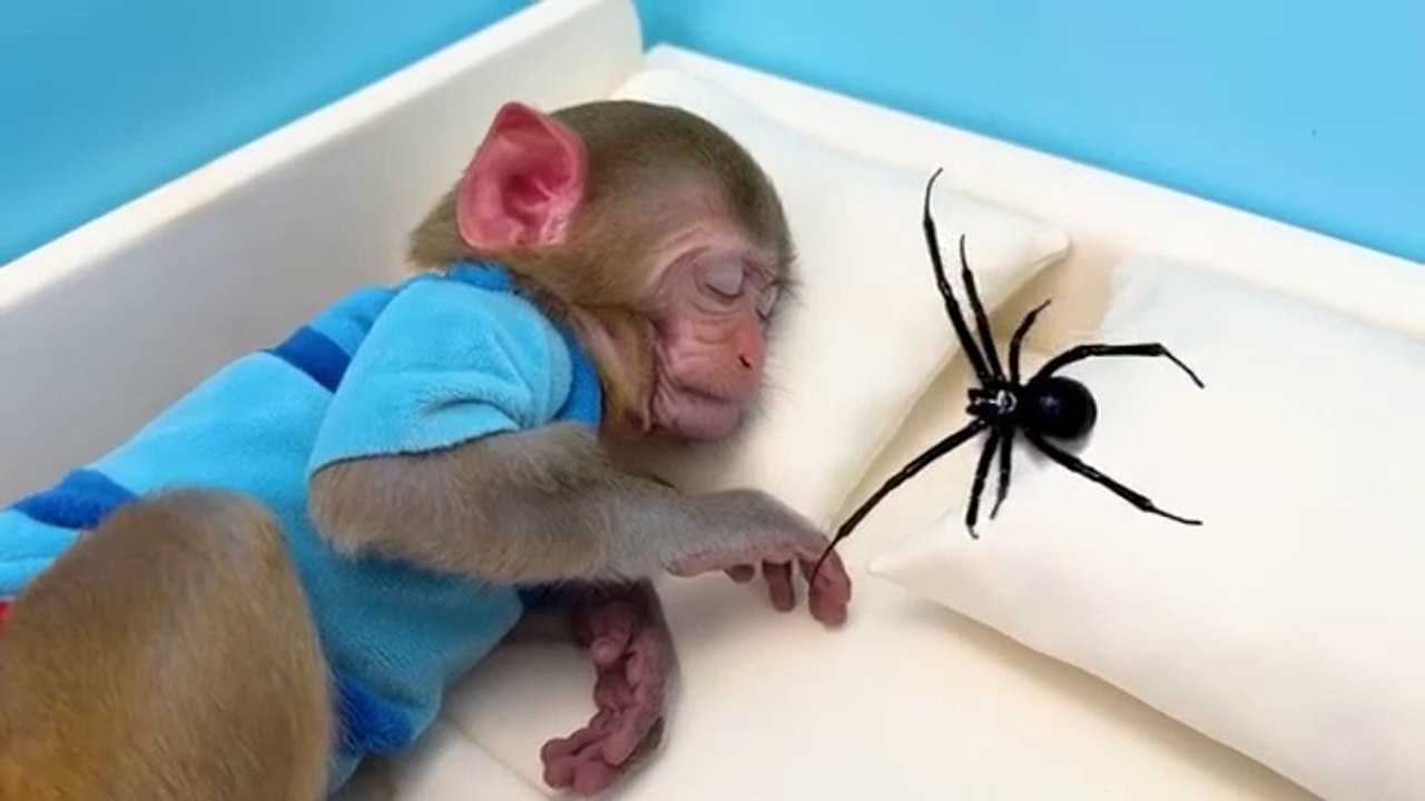 Monkey Baby Bon Bon eats watermelon ice cream and bathes with ducklings in the garden swimming pool