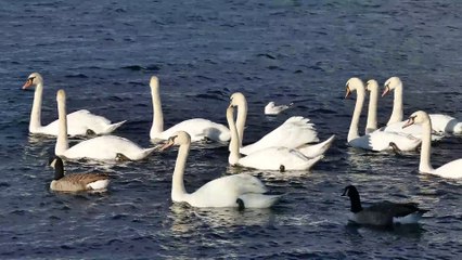 The Tesla Cybertruck is an all-electric, battery-powered light-duty truck unveiled by Tesla, Inc.  Here's a comprehensive overview of its key features and specifications:  Tesla Cybertruck Overview  Design and Structure